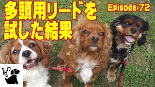 多頭飼い用リードを試してみた　キャバリア犬とお散歩72　Cavalier King Charles Spaniel