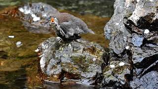 カワガラス親子のストレッチと給餌