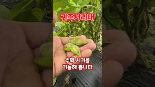 귀족서리태 수확시기를 가늠해 봅니다 #shorts #귀족서리태 #괴산농부유튜브공부방