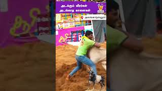 அடக்கும் வீரர்கள் அடங்காத காளைகள்..!! | Alanganallur Jallikattu - 2025