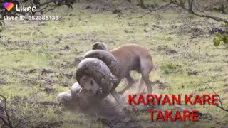 Karyan macijiya takare(kalli yanda maciji ke fada da kare