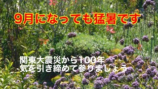 まるおの母　まるこの宿根草と低木の庭　2023  09 01 九月のスタートも猛暑。関東大震災から100年、二百十日のこの日に思うこと。キチョウは、キタキチョウに名前が変わっていた😅