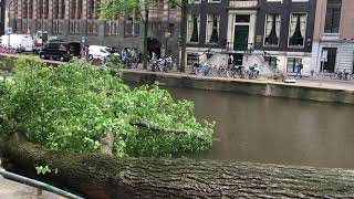 Omgewaaide boom, ligt door de storm in de Herengracht Amsterdam op 6 juni 2019