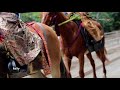 鎌倉 鶴岡八幡宮 流鏑馬 20連発🏇yabusame horseback archery🏇20shots kamakura 2019