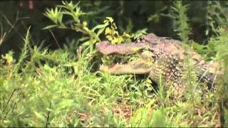 Gator expert demonstrates potential dangers follow