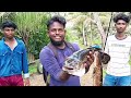 ഒട്ടും പ്രതീക്ഷിക്കാതെ കിട്ടിയ വാഹ... 🐋🐬📍 fishing snakheadfish vaikom