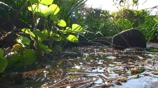 国分寺崖線　野川の源流　日立中央研究所　（科学映像館）