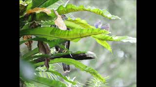 黑枕藍鶲親鳥大戰鳳頭蒼鷹