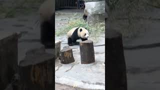 奶妈用盆盆奶收渝爱的时候冲出来一只小猪猪！ #panda #大熊貓