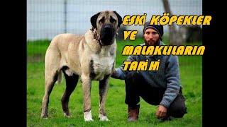 AKSARAY VE İÇ ANADOLUNUN ESKİ KÖPEKLERİ VE MALAKLILARIN TARİHİ