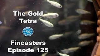 Gold Tetra in Ewok Village  Fincasters Episode 125