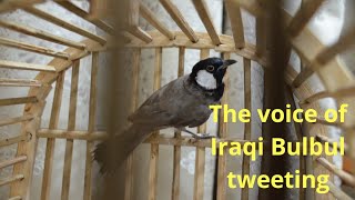 The voice of Iraqi Bulbul tweeting