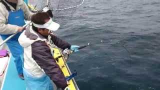 ブリの落とし込み釣り　渚丸　Yellowtail fish 2014/11/8 Vo;6