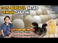 CARA TETAS TELUR AYAM KAMPUNG GUNAKAN MESIN TETAS DI AZRINA FARM,200 BUTIR UP SEBAIKNYA RAK AYUN