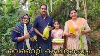 40 സെന്റിൽ  വെറൈറ്റി കൃഷിത്തോട്ടം || Rincy's kitchen \u0026 vlogs