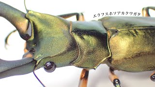 エラフスホソアカクワガタの成虫掘り出し結果【クワガタ飼育】