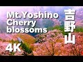 4K 吉野山の桜 NARA JAPAN Cherry blossom Mt.Yoshino吉野観光 世界遺産 日本の桜 桜の名所 花見 満開 hanami 金峯山寺 奈良観光 信仰 千本桜