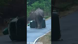 Elephant vs. Tuk-Tuk: A Battle of Giants