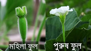 লাউ গাছের পুরুষ ফুল ও স্ত্রী ফুল চেনার উপায় || Bottle Gourd Flower || Krishoker Astha