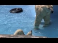 プールでこぐまを抱っこ【ホッキョクグマ親子】~polar bears in the pool