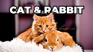 Introducing a Cat to a Rabbit: The Do's and Don'ts You Need to Know!