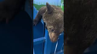 顽皮小熊尝试越狱，搞笑满满！|Mischievous Little Bear Tries to Escape, Hilarious Moments!