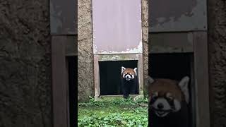 20240908周りを見渡すランマル #レッサーパンダ #多摩動物公園 #ランマル #redpanda