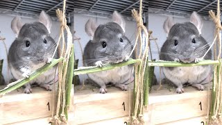 Two heads high Chinchilla! | Funny and Cute Degu #Shorts