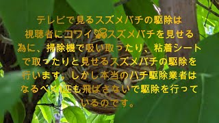 本当のプロのスズメバチ駆除方法🐝Hachigori🐝🦍TV