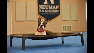 Bowie (Boston Terrier) Boot Camp Dog Training Video Demonstration