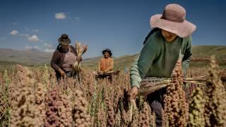 #ITCbooks: Boosting competitiveness of Peruvian quinoa farmers