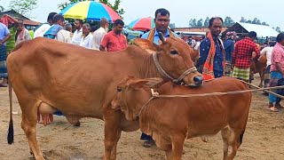 @আজ January 20, 2025| বাছুর সহ গাভী গরুর দাম | gavi goru dam | | রানীগঞ্জ হাট  |দিনাজপুর