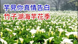 芋見你真情告白@竹子湖海芋花季「時間：2022/3/18~4/24」