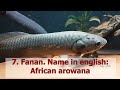 10 poissons en afrique et leurs noms en dioula bambara malinké et noms scientifiques zanga school