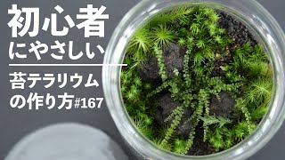 Creating a Moss Terrarium in a Canister Container