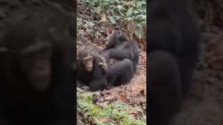 Little chimpanzee been disciplined by its mother #chimpanzee #discipline #nature