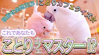 【目指せ全問正解！】ことりカフェクイズ☆これであなたもことりカフェマスター！？