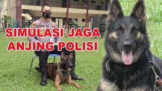 SIMULASI JAGA ANJING POLISI K9