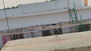 351 Kabutar ki udaan  Ustad Qayyum  Mirza #pigeon_city_allahabad #trending #youtube