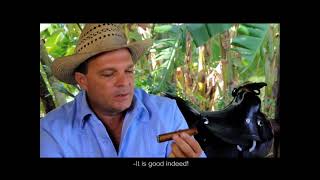 Testimonios de Vegueros. XV Festival del Habano