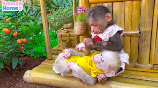 BiBi obedient takes care of baby monkey OBi