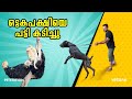 ഒട്ടകപ്പക്ഷിയെ പട്ടി കടിച്ചു.. Dog attacked Ostrich