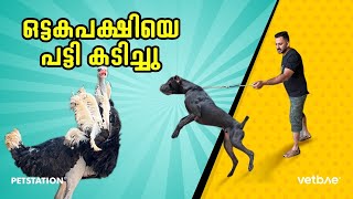 ഒട്ടകപ്പക്ഷിയെ പട്ടി കടിച്ചു.. Dog attacked Ostrich