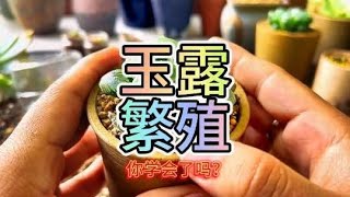 #多肉植物 #玉露 #玉露繁殖 #会养多肉的小文 玉露该如何繁殖呢