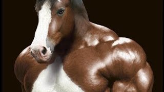 3 Insanely Muscular Animals