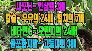 천년초-자연이 준 최고의 선물~ 암/ 당뇨/ 고혈압/ 동맥경화/ 골다공증에 탁월! 면역력이 강화되 질병에 잘 걸리지 않는다