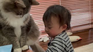 寝起きの赤ちゃんから足蹴にされる猫　ノルウェージャンフォレストキャット　A cat being kicked by a waking baby