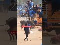 🔥வெறியாட்டம் மாம்பட்டி சண்டியர்💥 தோரணையான ஆட்டம் a.m photography jallikattu shortvideo shorts ox