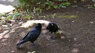 American crow  courtship behavior