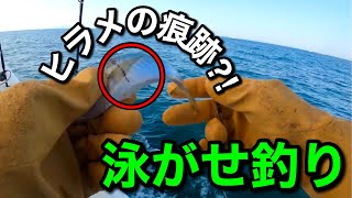 【1章-1】泳がせ釣りで初っ端から爆釣？！ヒラメの痕跡も！！【淡路島釣り船三幸丸】